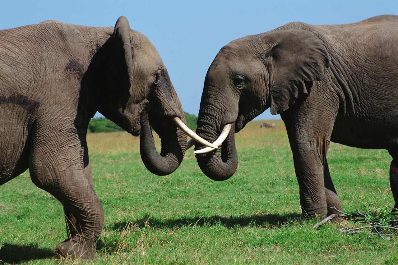 Young Bull Elephants Tussling